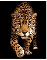 Tablou pe numere Strateg Встреча с леопардом (DY257)