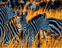 Tablou pe numere Strateg Зебры (DY060)