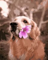 Картина по номерам Strateg Золотистый ретривер (GS309)