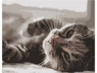 Картина по номерам Strateg Котик в лучах (DY109)