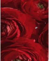 Tablou pe numere Strateg Красные цветы (DY258)