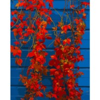 Картина по номерам Strateg Красные цветы (DY424)