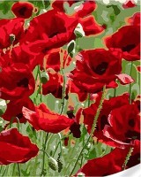 Картина по номерам Strateg Маковое поле (SS1084)