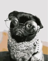 Картина по номерам Strateg Мопсик в очках (DY107)