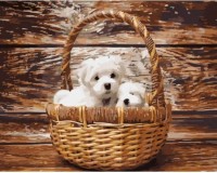 Картина по номерам Strateg Песики в корзине (GS927)