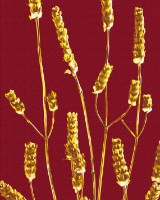Картина по номерам Brushme Золотое растение (BS53993)