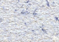 Жидкие обои Excelent Wall Color 2 Blue