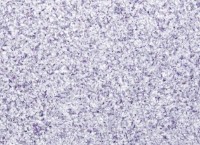 Tapeturi umede Excelent Wall Briz 4