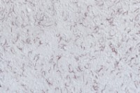 Tapeturi umede Excelent Wall Tako 2