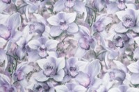 Обои Palitra Simple SP71836-65 Orchidea