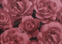 Обои GranDeco Photographic Rose 923021