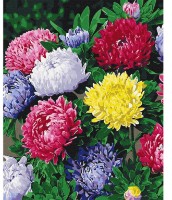 Картина по номерам Brushme Яркие астры (BS54120FC)