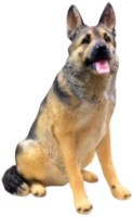 Садовая фигура Figuren Discounter German Shepherd (z3657)