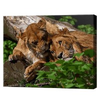 Tablou pe numere Art Gallery Econom Leul și leoaică 40x50cm (GX34078)