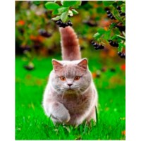 Картина по номерам PRC Hunting Cat 30x40cm (PB6581)