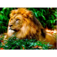 Картина по номерам PRC Lion In Nature 30x40cm (PB6809)