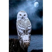 Картина по номерам PRC Owl At Night 30x40cm (PB6411)