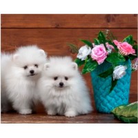 Картина по номерам PRC Puppies 30x40cm (PB6567)