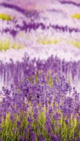 Fototapete GranDeco A35901 Lavender 