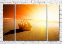 Pictură Magic Color Large seashell in sunlight on the sand (3469244)