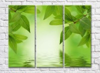 Картина Rainbow Green foliage above water (500304)