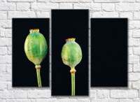 Картина Rainbow Green poppy pods on black background (500316)