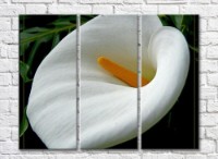 Pictură Rainbow Large Bella Calla Flower (500405)