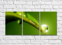 Картина Rainbow Large dew drop on a leaf of a plant (500369)