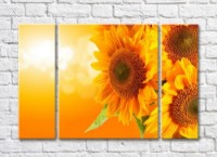 Картина Rainbow Large flowers of a sunflower on an orange background (500389)