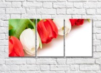 Картина Rainbow Large flowers of red and white tulips (500385)