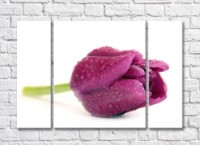 Pictură Rainbow Large purple tulip flower (500423)