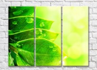 Pictură Rainbow Leaves with dew drops on a sunny background (500434)
