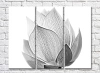 Картина Rainbow Monochrome lotus flower on white background (500452)