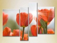 Картина Rainbow Polyptych Red tulips (2932296)