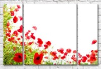 Pictură Gallerix A scattering of red poppies on a white background (500638)