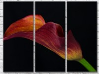 Pictură Gallerix Burgundy calla flower on black background (500781)