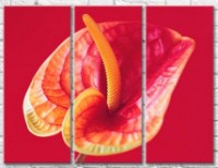Pictură Gallerix Calla flower and orange stamen on a scarlet background (500783)
