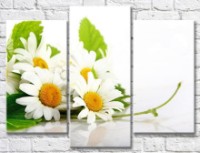 Pictură Gallerix Chamomile bouquet on a white background (500637)