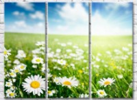 Pictură Gallerix Chamomile field and sun rays (500631)