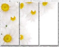 Pictură Gallerix Chamomile flowers and dew drops on petals (500775)
