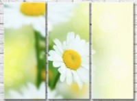 Картина Gallerix Chamomile on a light abstract background (500612)