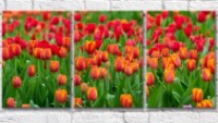 Картина Gallerix Flower field with red tulips (500812)