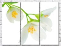 Картина Gallerix Jasmine flowers on white background (500768)