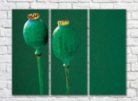 Картина Rainbow Poppy boxes on an emerald background (500442)