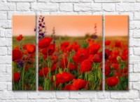 Pictură Rainbow Poppy field at dusk (500440)