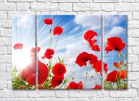 Картина Rainbow Poppy flowers in sunbeams on a sky background (500445)