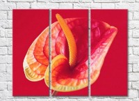 Картина Rainbow Red and yellow calla lilies on a red background (3448894)