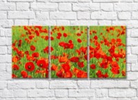 Картина Rainbow Red green poppy field (500340)