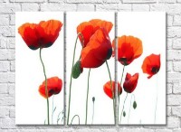 Pictură Rainbow Red poppies on a white background (3448897)