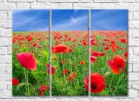 Картина Rainbow Red Poppy Field (3448908)